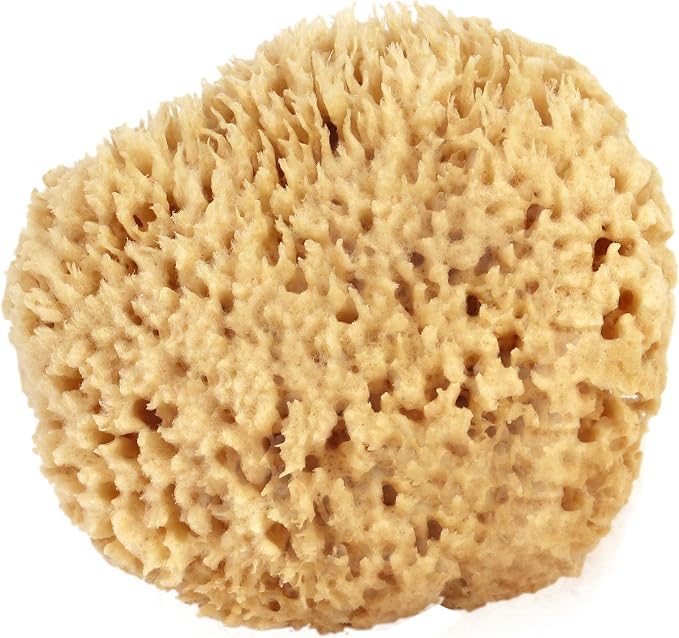 Sea Wool Sponge 6-7" (X-Large) by Bath & Shower Express Natural Renewable Resource Esponja for Body, Genuine Exfoliating Skin Wash