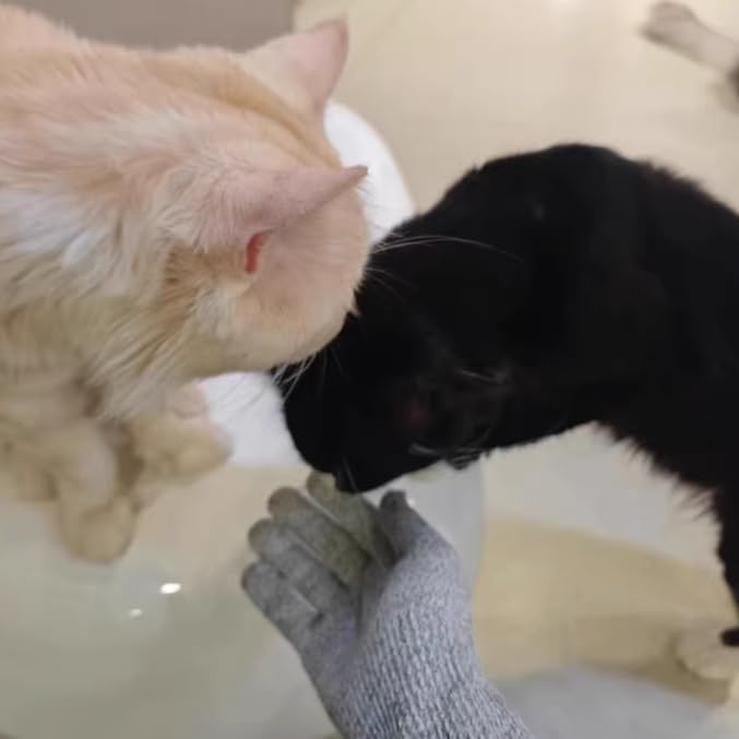 Flexible Pet Handling Sleeves Cat Shower Gloves, Cat Grooming Arm Sleeves, Anti-Scratch & Bite Resistant Protective Sleeves for Cats Puppy Birds (35CM/13.8")