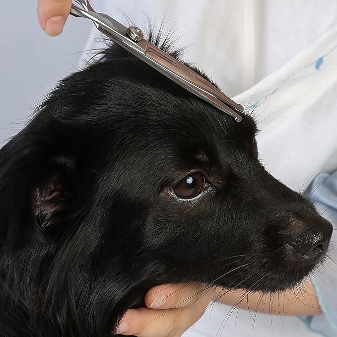 Chibuy Professional Dog Grooming Scissors Straight Cut with Safety Round Tips, 4CR Stainless Steel & Titanium Coated for Precise Cutting, for Professional Groomers & Home Use, for Dogs & Cats