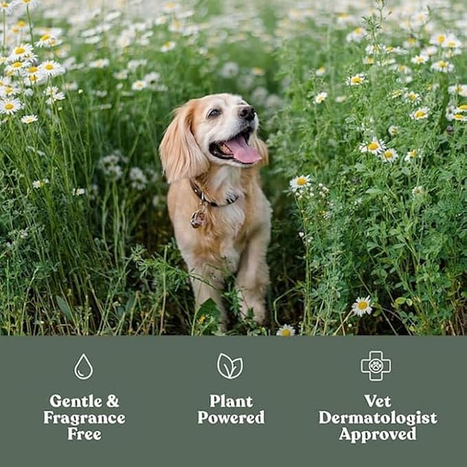 Dog Paw Balm, Soft Paws, Paw Moisturizer for Dogs with Brush, 0.6 fl oz | Dandylion Dog Lotion for Paws, Fragrance Free, pH Balanced, Lightweight Moisture for Dry Cracked Paw Pads and Nose