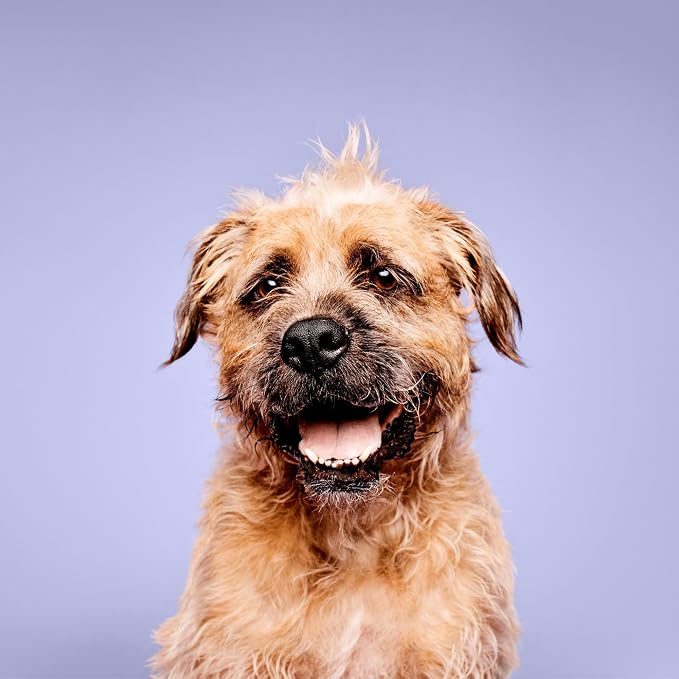 Paul Mitchell Pet Super Bright Shampoo, Brightening Wash, Whitening Dog Shampoo, 16.9 fl. Oz