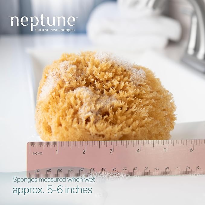 Neptune Caribbean Sea Sponge 2 Pack for Face & Body, Medium Approx. 5-6 Inch, Ultra-Soft Bath Sponge, Eco-Friendly & Biodegradable