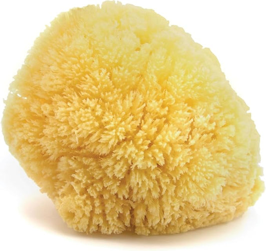 Neptune Caribbean Sea Sponge for Face & Body, Large Approx. 6-7 Inches, Ultra-Soft Bath Sponge, Eco-Friendly & Biodegradable