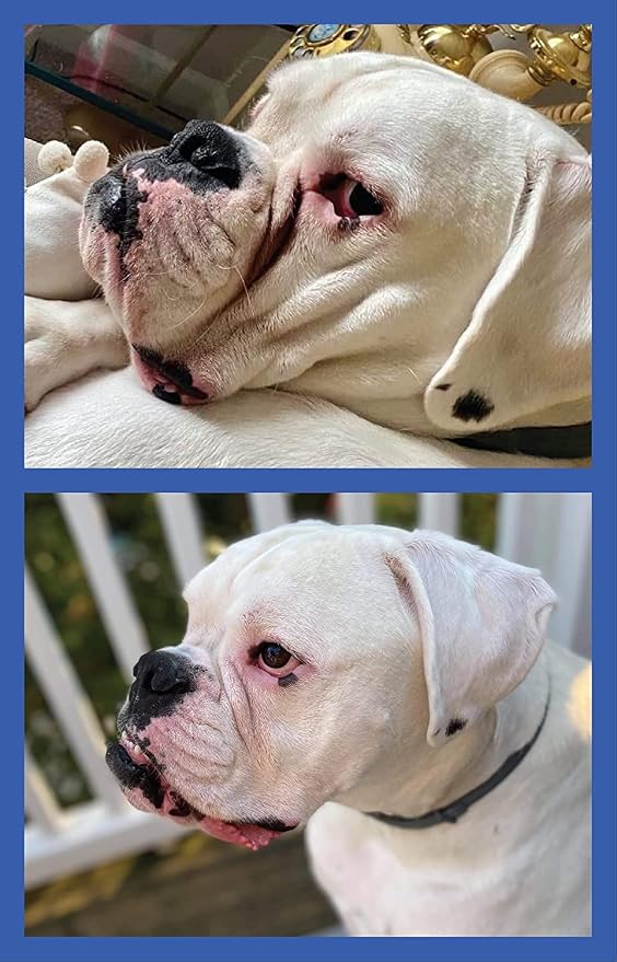 Squishface Silicone Applicator for Dog Wrinkle Paste & Tear Stain Cream