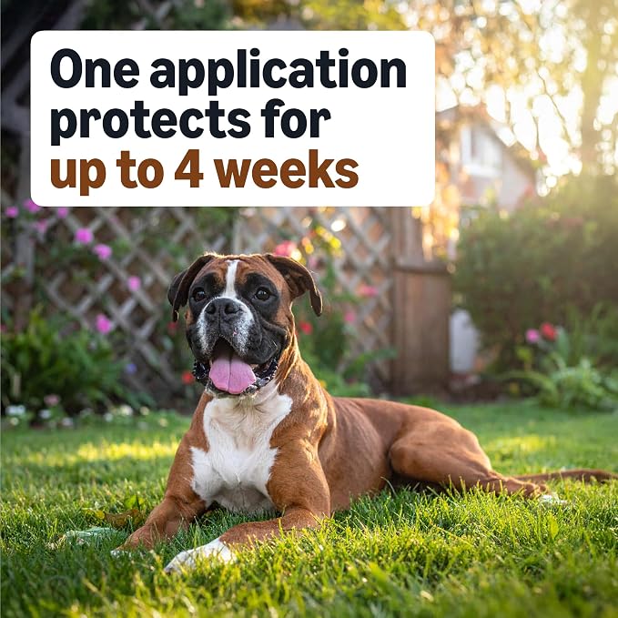 Amazon Basics Preventative Flea, Tick & Mosquito Topical Treatment for Large Dogs (21-55 Pounds), Kills Fleas, 4 Count, Packaging May Vary