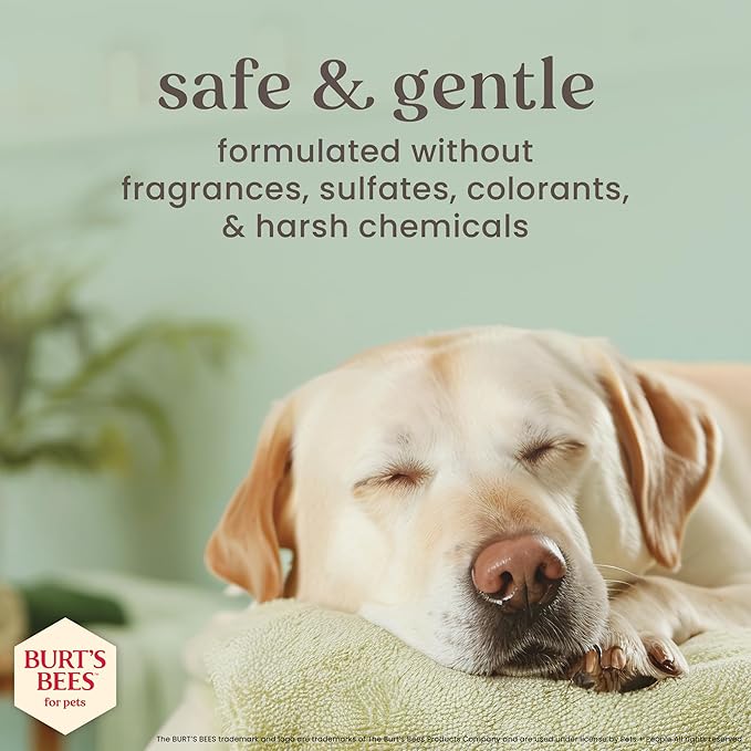 BURT'S BEES FOR PETS Itch Relief Shampoo for Dogs, Manuka Honey & Chamomile, Soothes Itchy Skin, pH Balanced for Dogs & Puppies, Will Not Wash Off Flea Treatments, Fragrance-Free, 16 Fl Oz