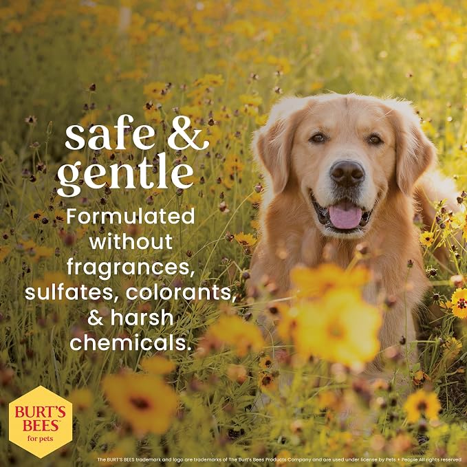 Burt's Bees for Pets Oatmeal Shampoo for Dogs, Prebiotics Collection with Mushroom Extract & Colloidal Oatmeal, Naturally Derived Dog Shampoo Itchy Skin Relief, 16oz