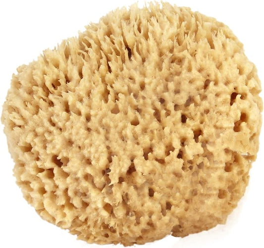 Sea Wool Sponge 6-7" (X-Large) by Bath & Shower Express Natural Renewable Resource Esponja for Body, Genuine Exfoliating Skin Wash