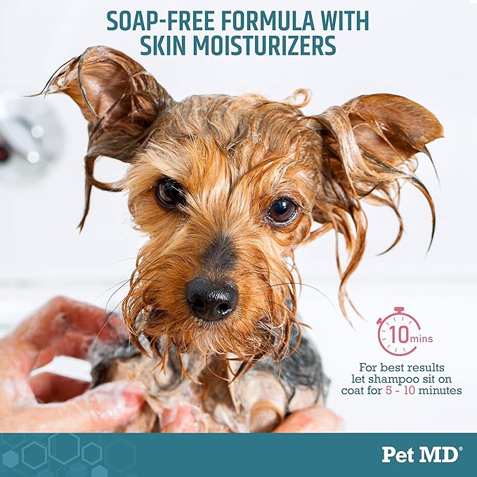 Pet MD - Benzoyl Peroxide Medicated Shampoo for Dogs and Cats - Effective for Skin Conditions, Dandruff, Itch Relief, Acne and Folliculitis - Citrus Scent - 12 oz (Pack of 2)