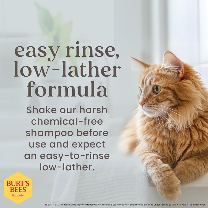 Burt's Bees for Pets Tearless Kitten Shampoo with Buttermilk and Honey, 99% Natural Origin Gentle Cat Shampoo for Sensitive and Itchy Skin, pH Balanced and Fragrance-Free, 10 Fl Oz