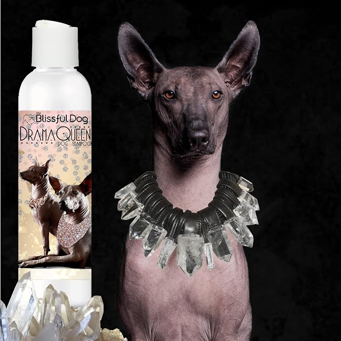 The Blissful Dog Xoloitzcuintli Drama Queen Dog Shampoo, 16 oz.