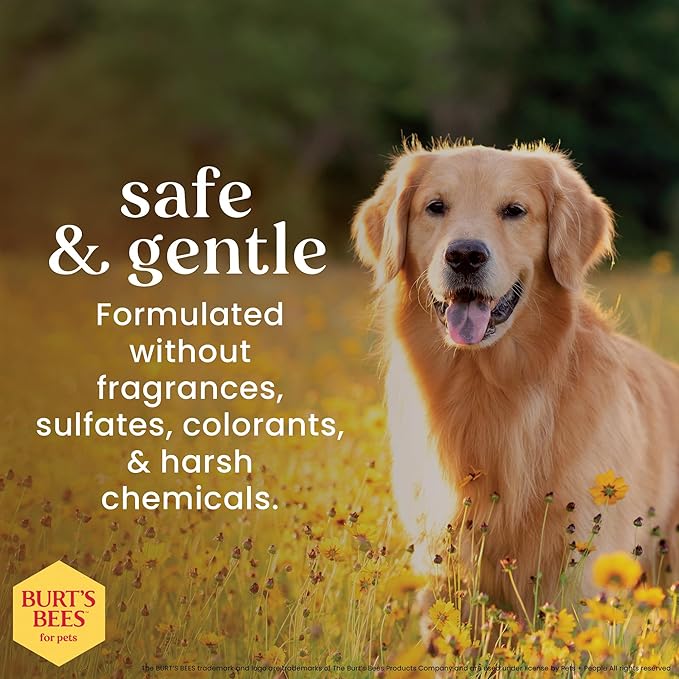 BURT'S BEES FOR PETS Oatmeal Dog Conditioner with Colloidal Oat Flour and Honey, Moisturizes and Softens Dry Dog Coats, pH Balanced and Fragrance-Free, 95% Natural Origin, 10 Fl Oz - 2 Pack