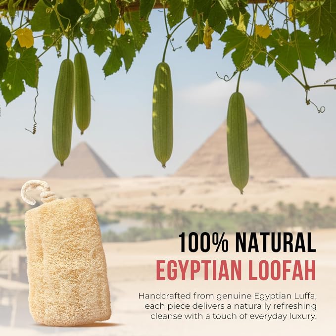 SERRENTO Natural Loofah Sponge – Egyptian Luffa Body Scrubber Pack of 2 for Men & Women, Natural Bath & Shower Loofah Exfoliator, All Natural Loofah Sponges for Face Back & Body, 6" x 6"