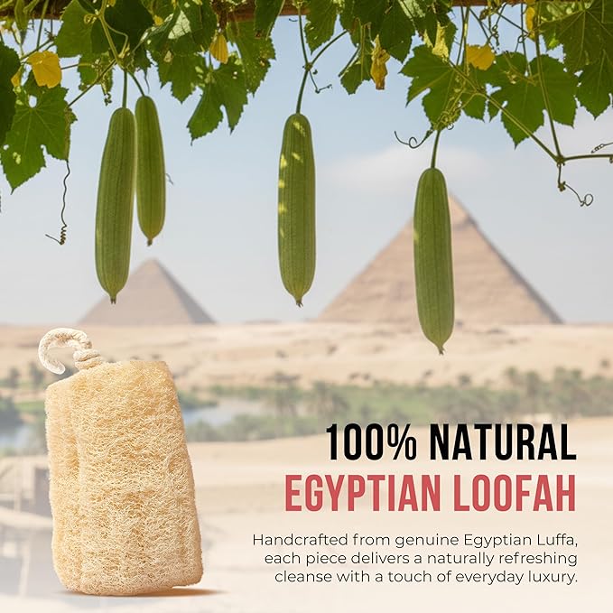 SERRENTO Natural Loofah Sponge – Egyptian Luffa Body Scrubber Pack of 1 for Men & Women, Natural Bath & Shower Loofah Exfoliator, All Natural Loofah Sponges for Face Back & Body, 6" x 6"