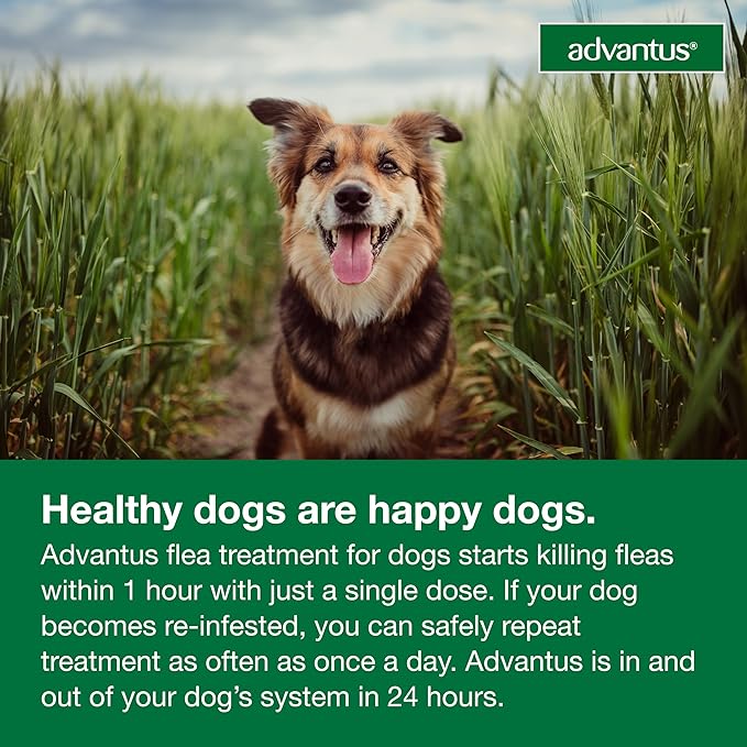 Advantus Dog Fast Acting Oral Flea Treatment Soft Chewable 4 - 22 lbs. | 7 ct.