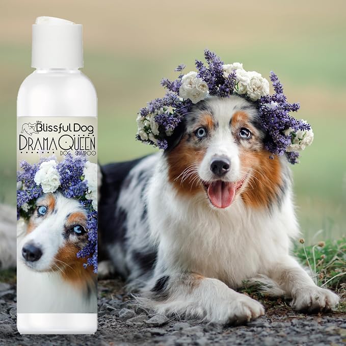 The Blissful Dog Australian Shepherd Drama Queen Shampoo, 8 oz.