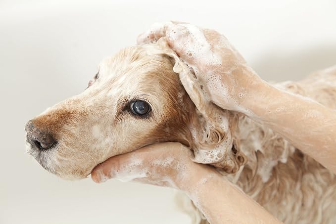 Pet Silk Hypoallergenic Shampoo, Free of Dyes and Fragrances, Specially Designed for Pet's with Sensitive Skin, Infused with Keratin, Achieve a Strong, Healthy & Smooth Coat for Your pet! (1 GAL)