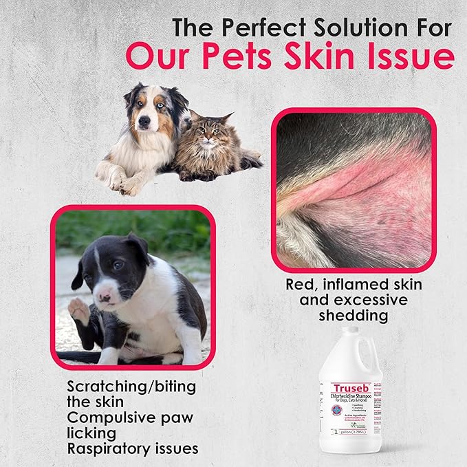 Truseb Chlorhexidine Shampoo for Dogs Cats & Horses with Aloe Vera - Medicated Dog ketoconazole Shampoo and Conditioner- Chlorhexidine for Dogs - Skin Irritation, Hot Spots, Redness Relief (1 Gallon)
